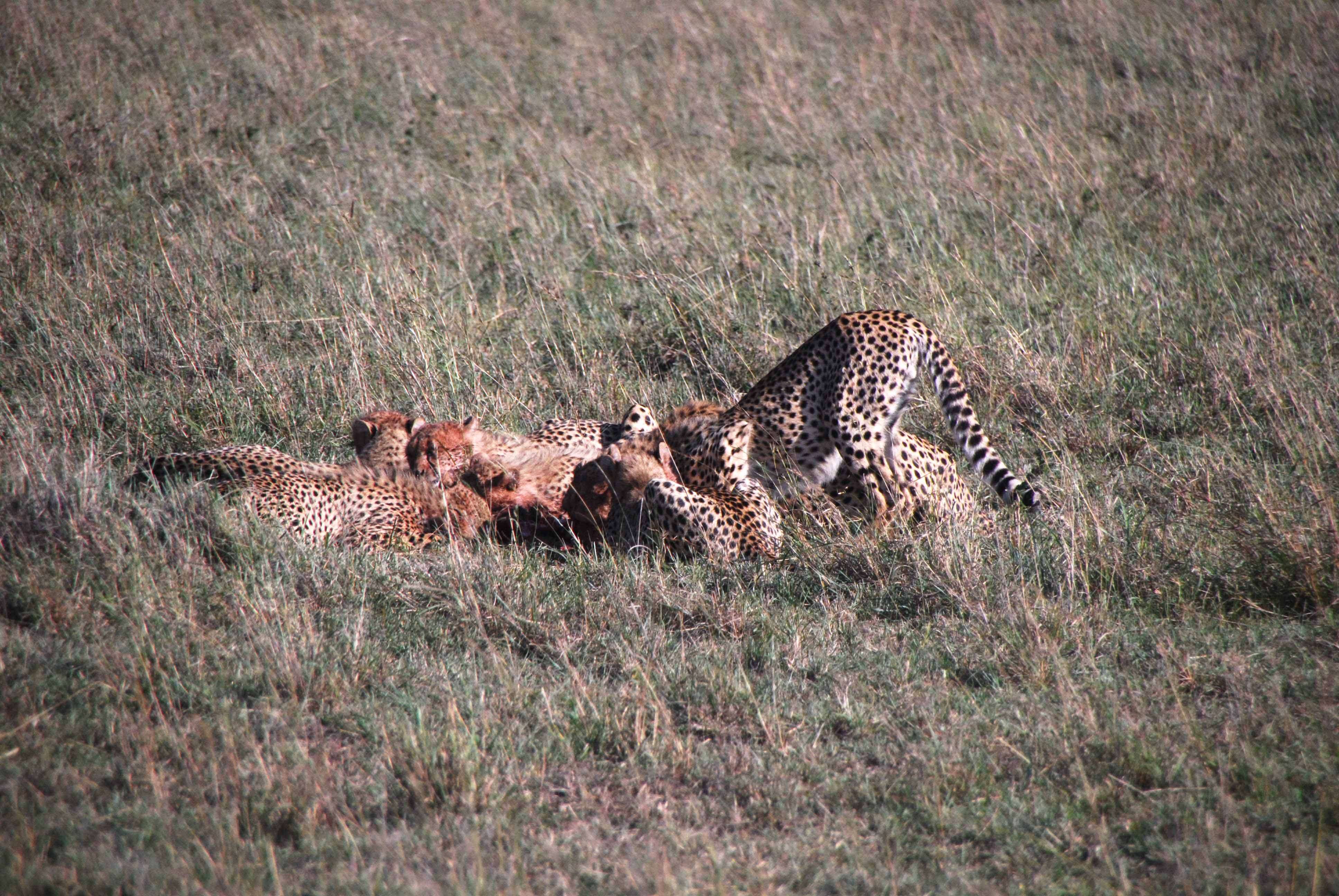 7 guepardos, 2 rinos con mal genio y un leopardo - Regreso al Mara - Kenia (10)